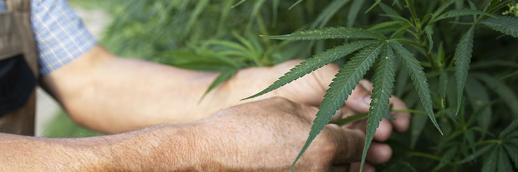 est-ce que le cbd est une drogue 